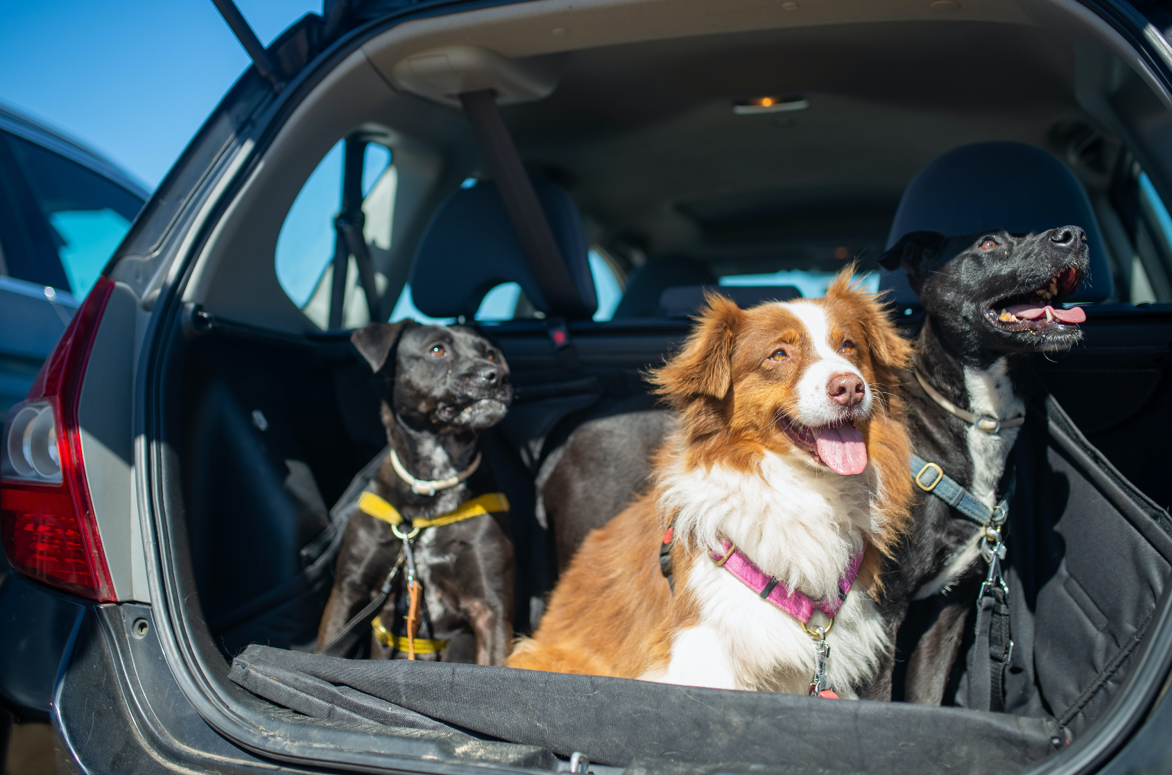 Dog safety in best sale car boot