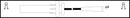 Lemark Ignition Lead Set - HOES907