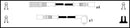 HighVolt Ignition Lead Set - OEF052